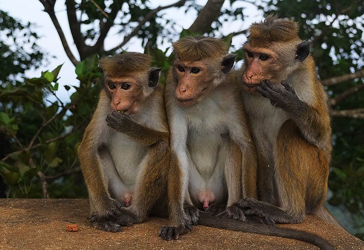 Глупый вместе. Три макаки. Три обезьяны. Три смешные обезьянки. Три макаки смешные.